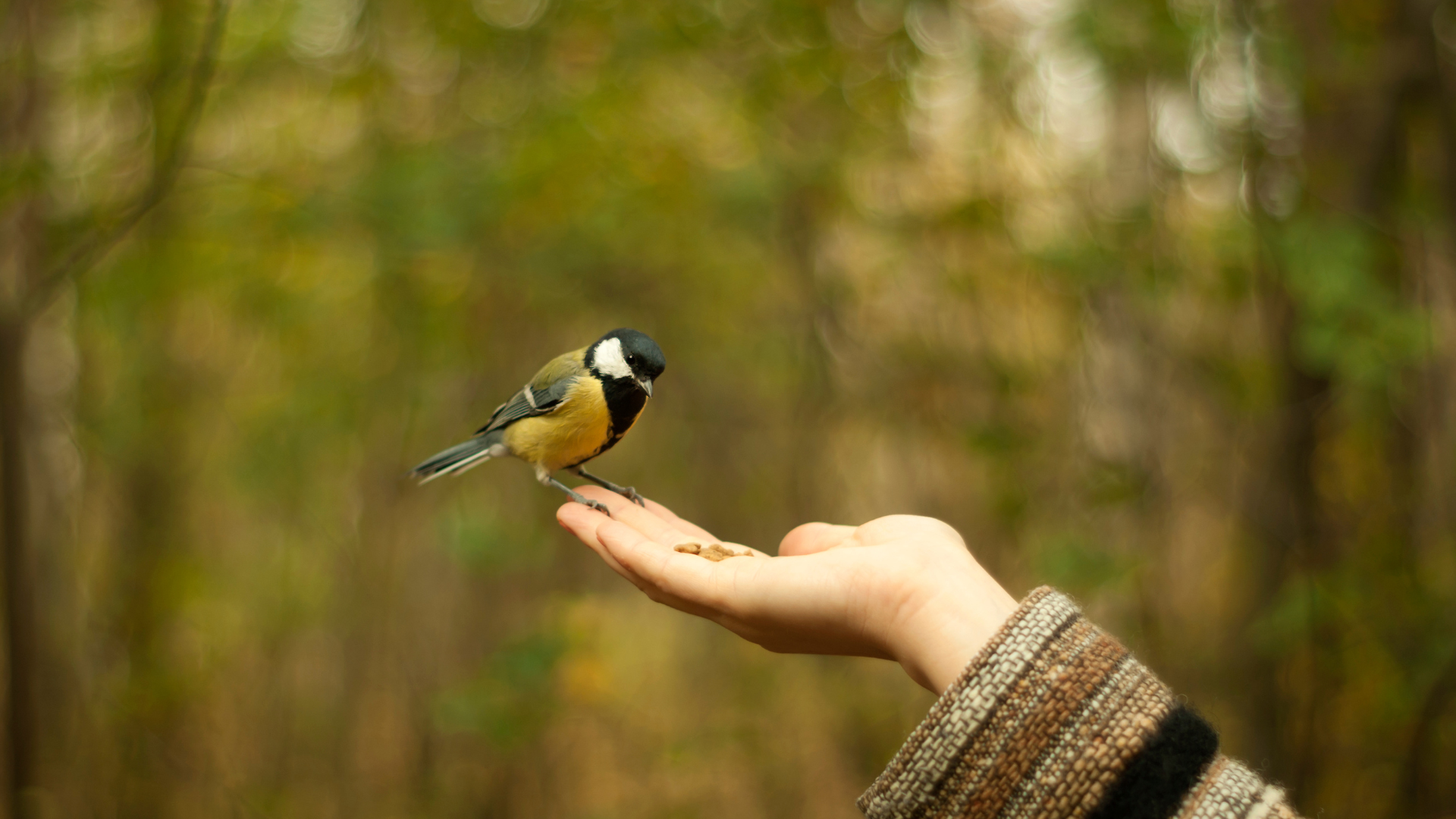 A person holding their hand out with seeds as a bird perches on it, surrounded by a blurred forest background.