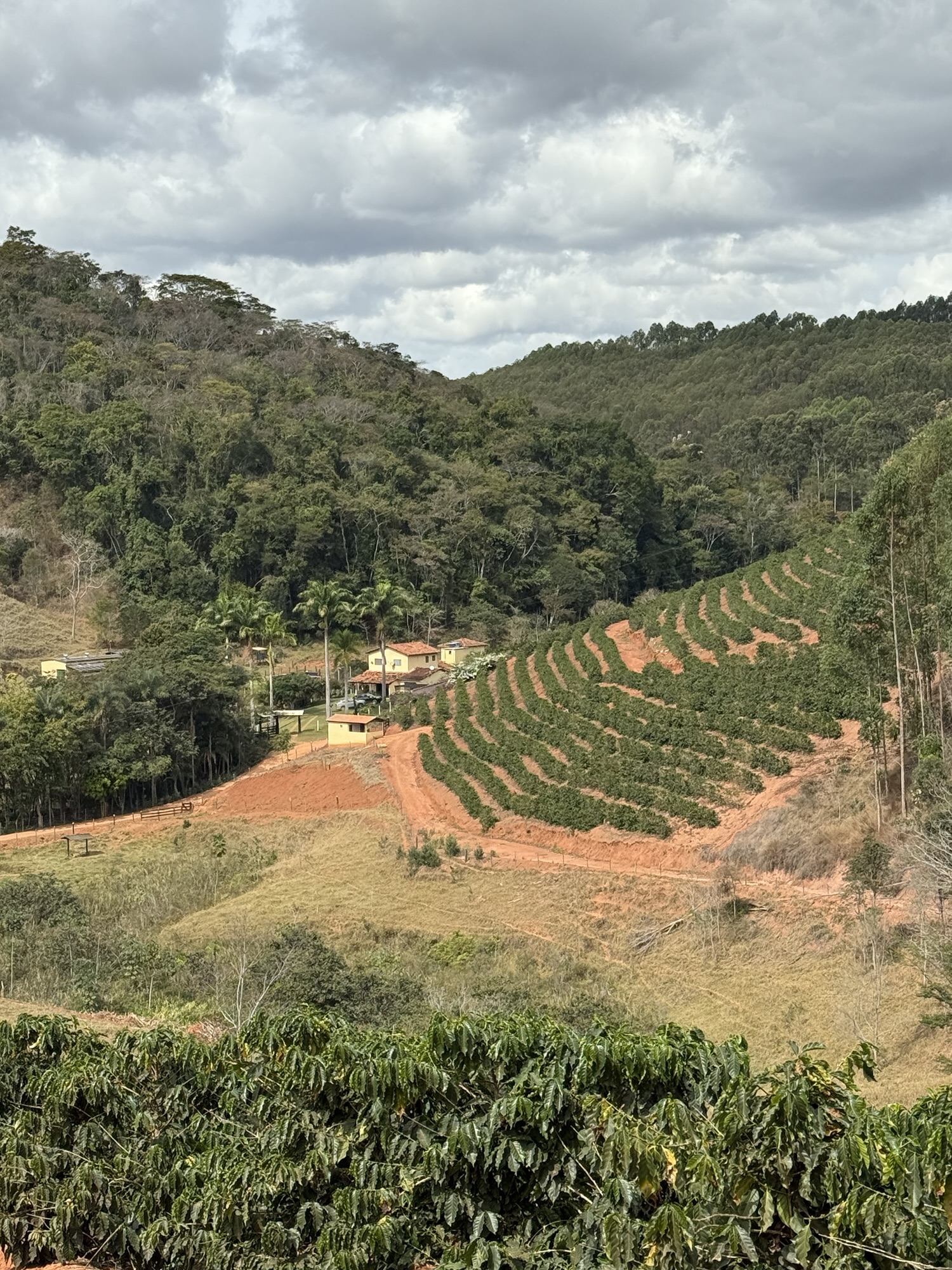 Brazil 2025: Unveiling Minas Gerais Sustainable Coffee Legacy and Global Trends
